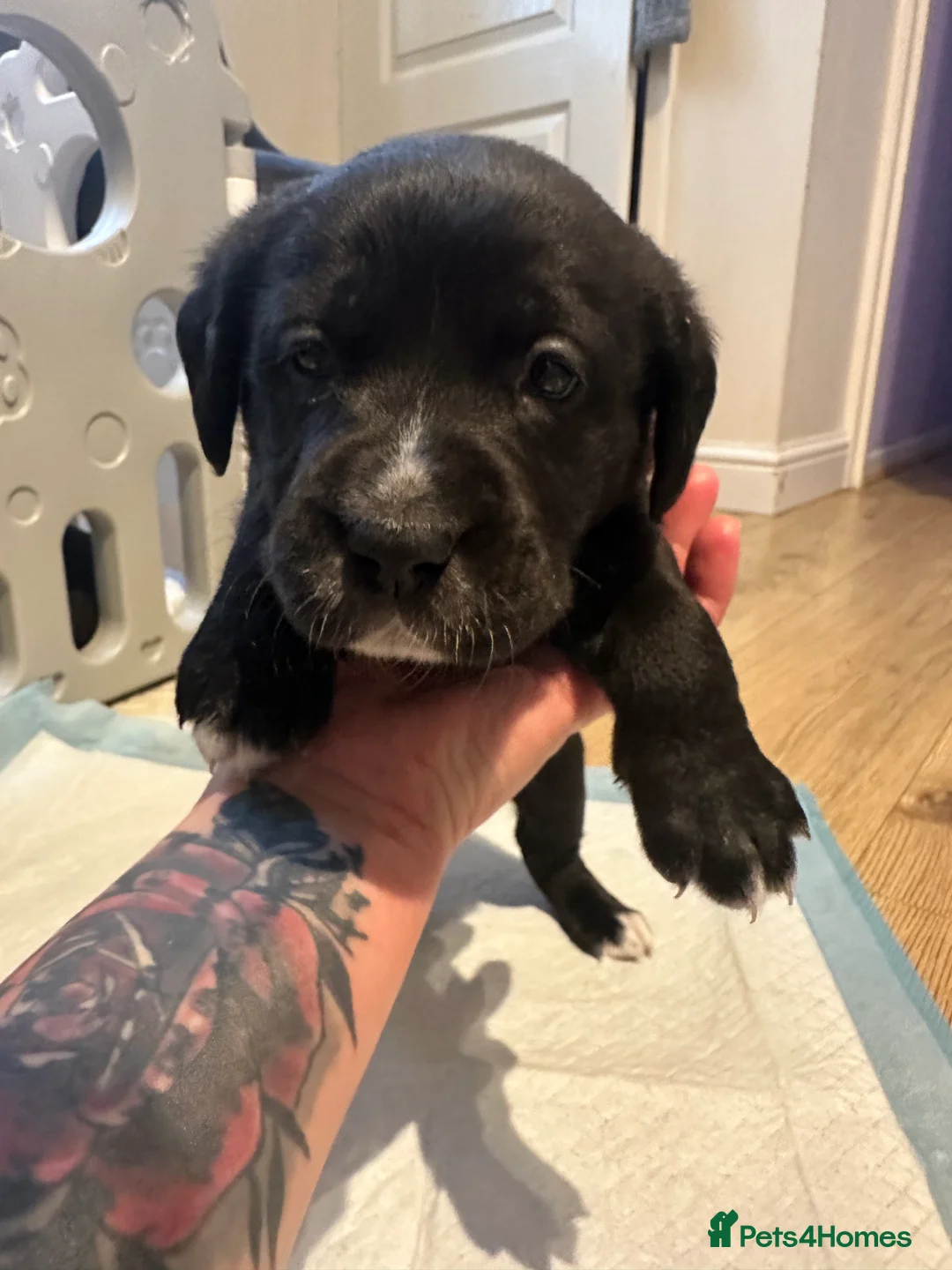 Mixed Breed dogs for sale: Lab- Cane Corso Puppies Looking for Loving Homes  - Advert 9