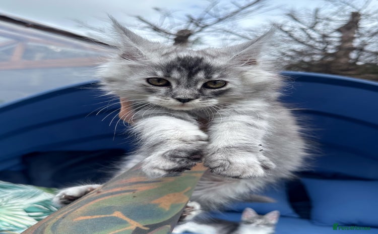 Maine Coon cats - Advert 3