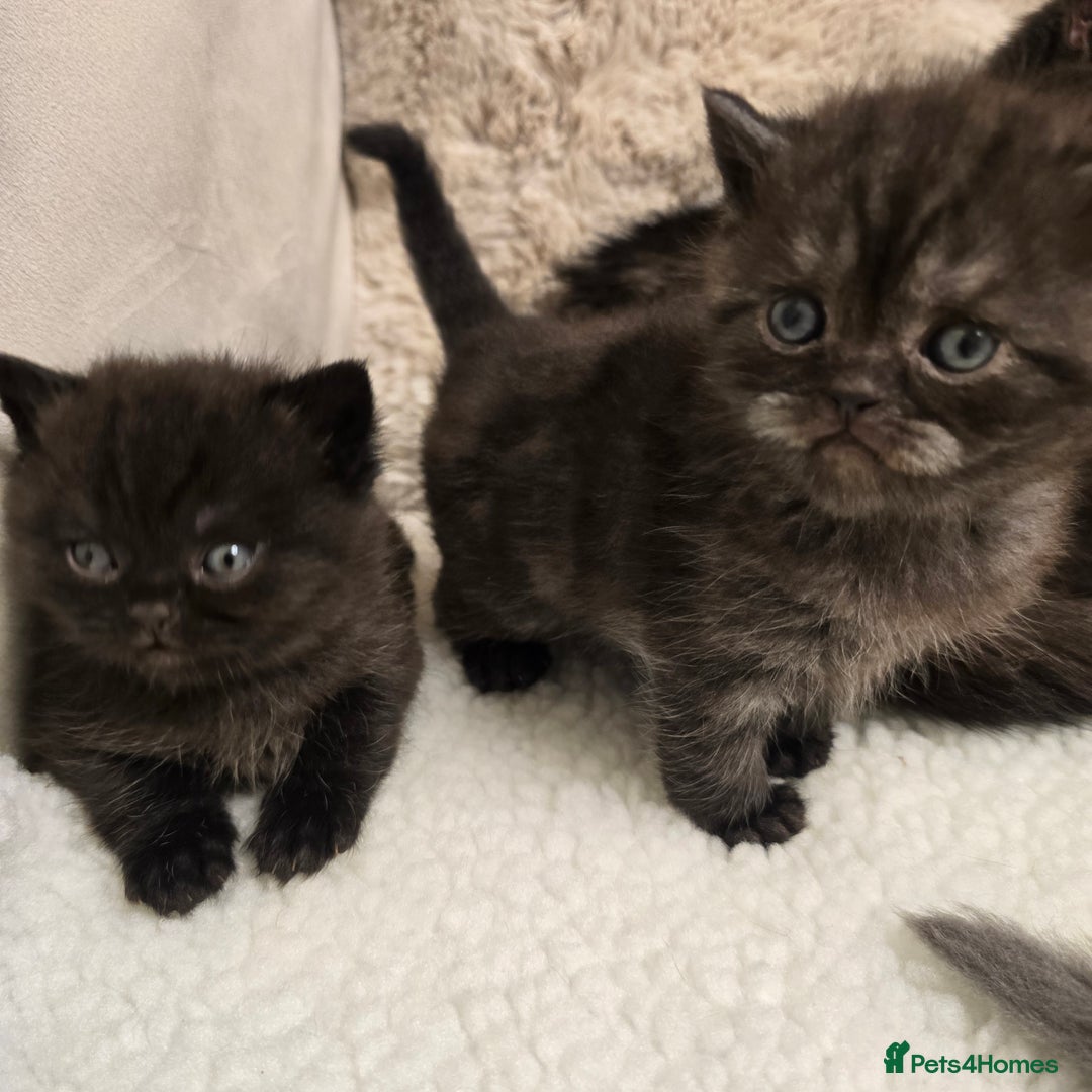British Shorthair cats for sale: ✨️RARE✨️Black smoke BSH and 1 blue longhair - Advert 8