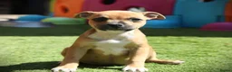 Staffordshire Bull Terrier dogs for sale: Three Red Girls - Advert 8