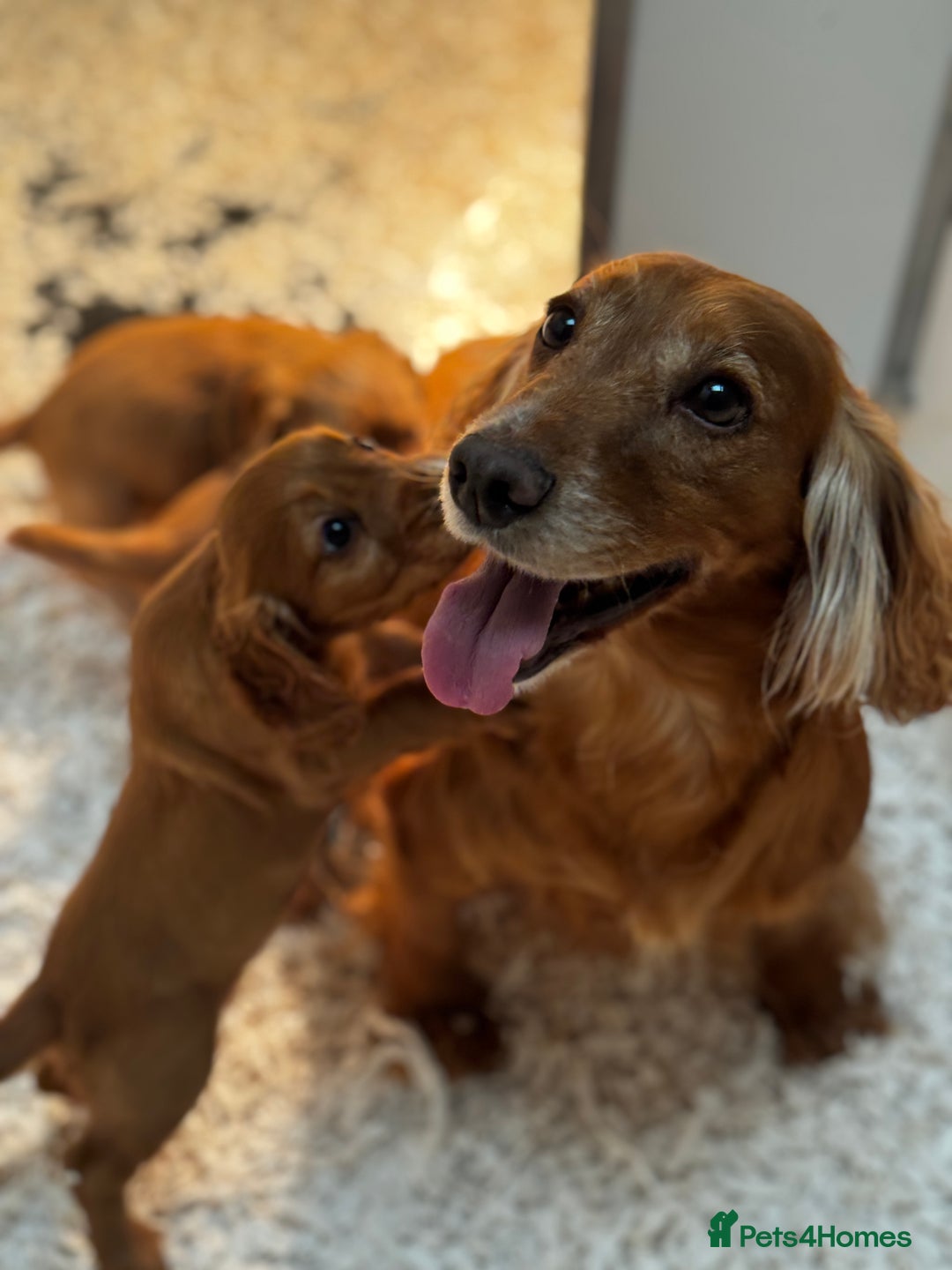 Cocker Spaniel dogs for sale: Working cocker spaniels  - Advert 2