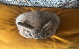 Mini Lop rabbits for sale: Mini lop Agouti girl - Image 3