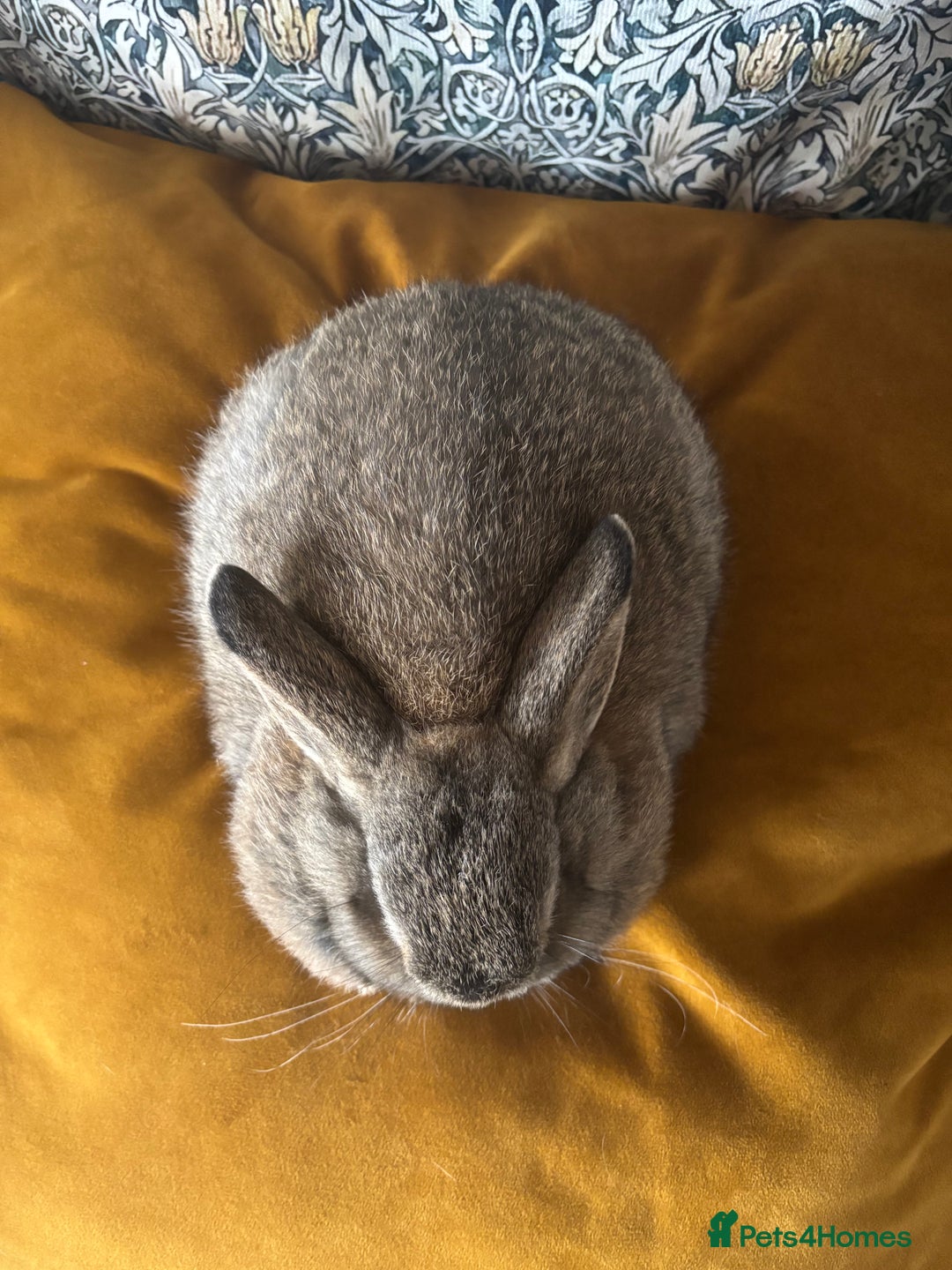 Mini Lop rabbits for sale: Mini lop Agouti girl - Image 3