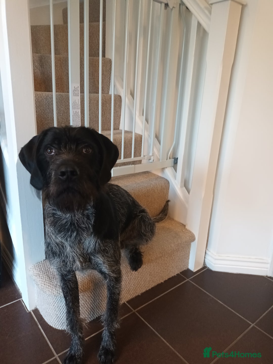 German Wirehaired Pointer dogs for sale: GWP x Labrador for Sale - Advert 3