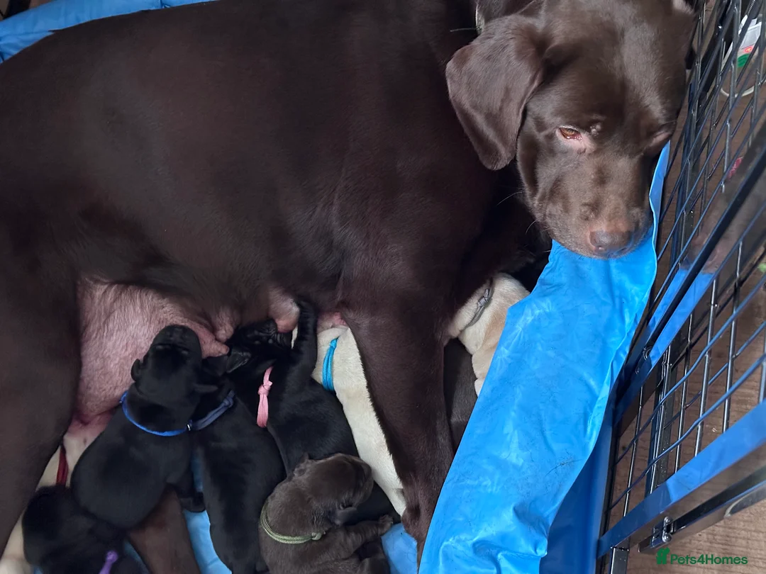 Labrador Retriever dogs for sale: Labrador Ready 23 February - Advert 6