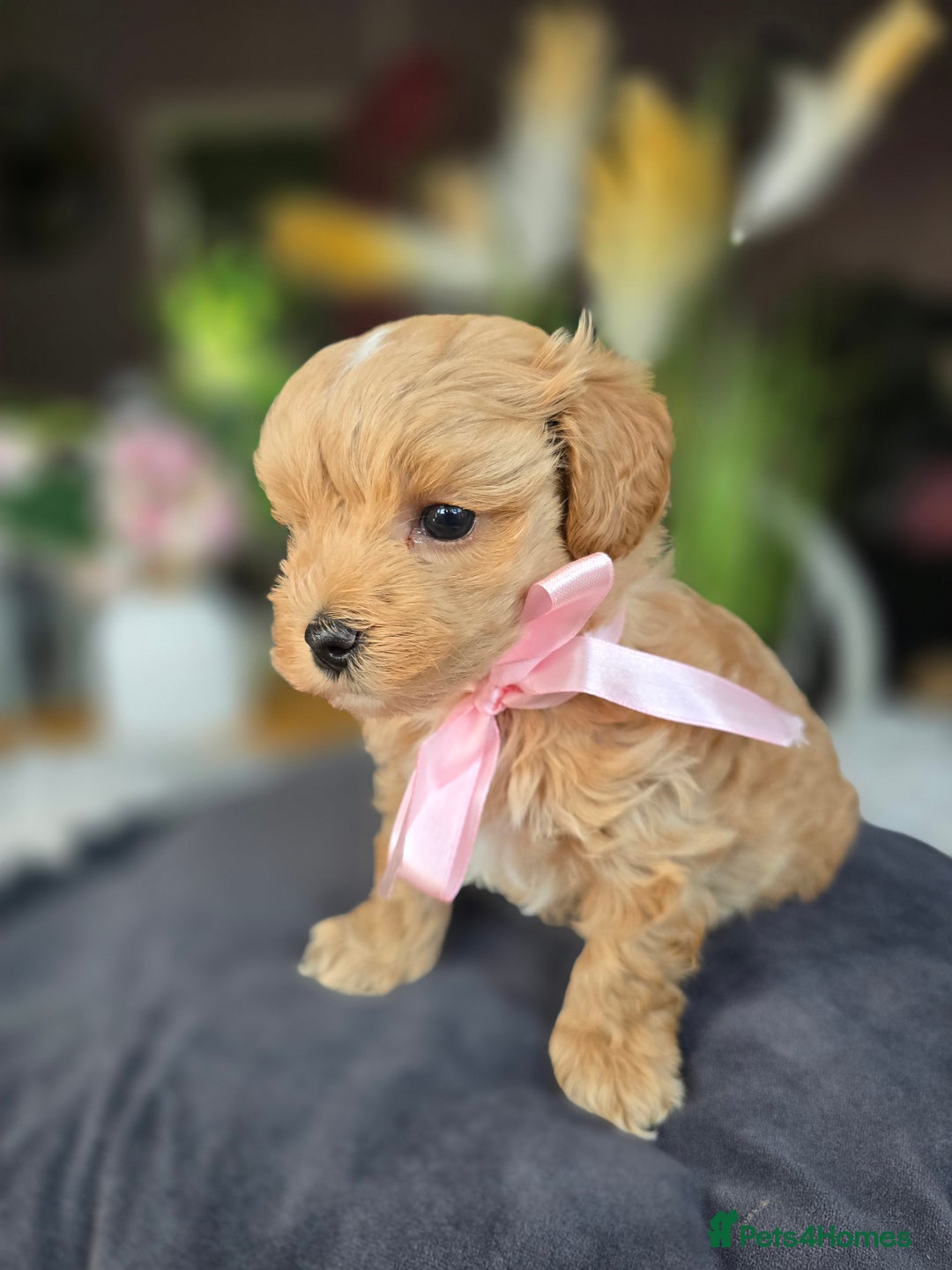 Maltipoo dogs for sale: LAST 🩷 BOY  looking forever home 🏡 😍  - Image 6