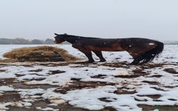 Welsh Section D horses for sale: Bartonhouse charlotte(charlie)15.1 welsh part bred - Image 3