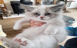 Ragdoll cats for sale: Maincoon ×Ragdoll (Ragcoon) kittens  - Image 8