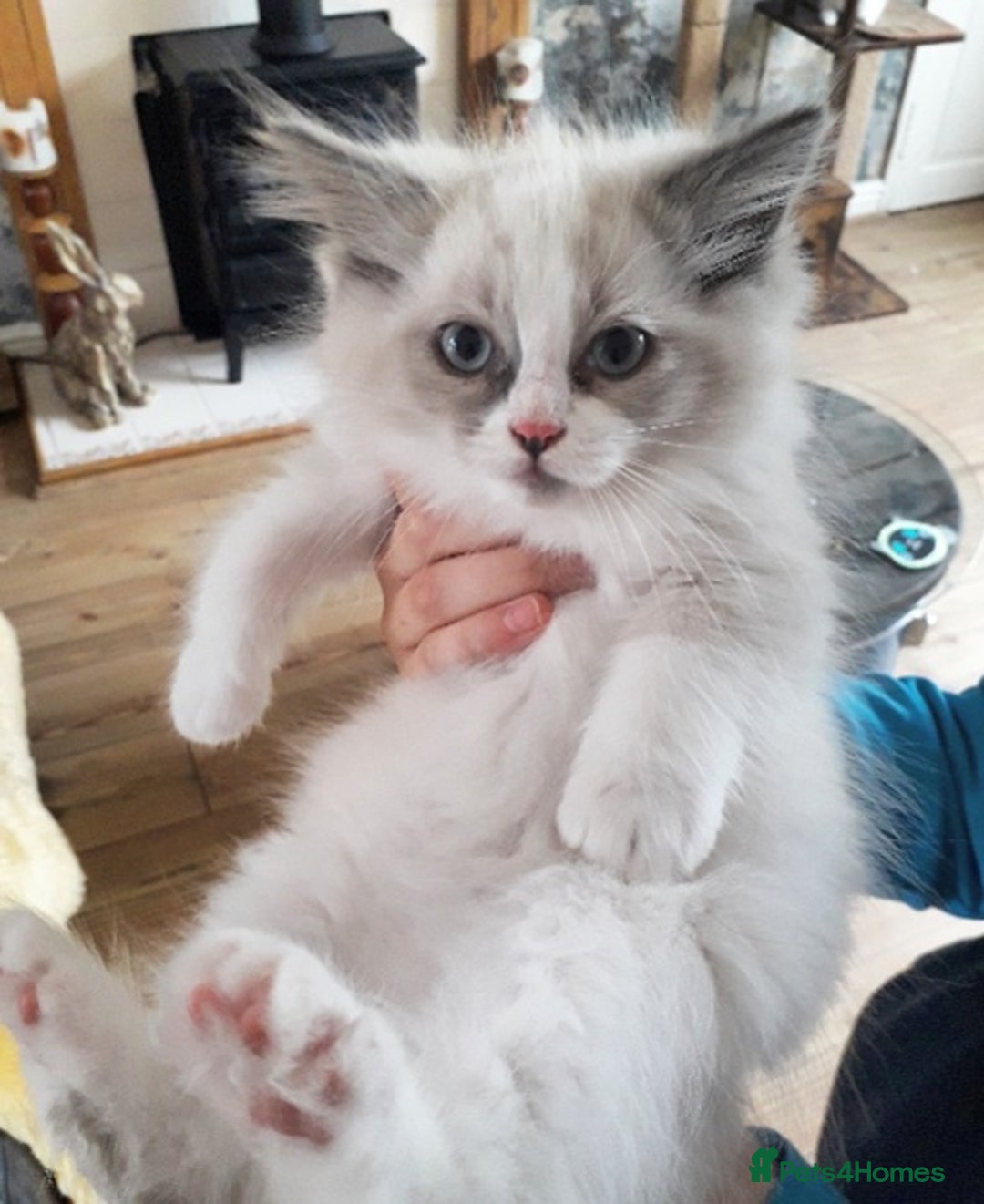 Ragdoll cats for sale: Maincoon ×Ragdoll (Ragcoon) kittens  - Image 8