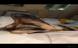 Mixed Breed dogs for sale: Archie - Image 5