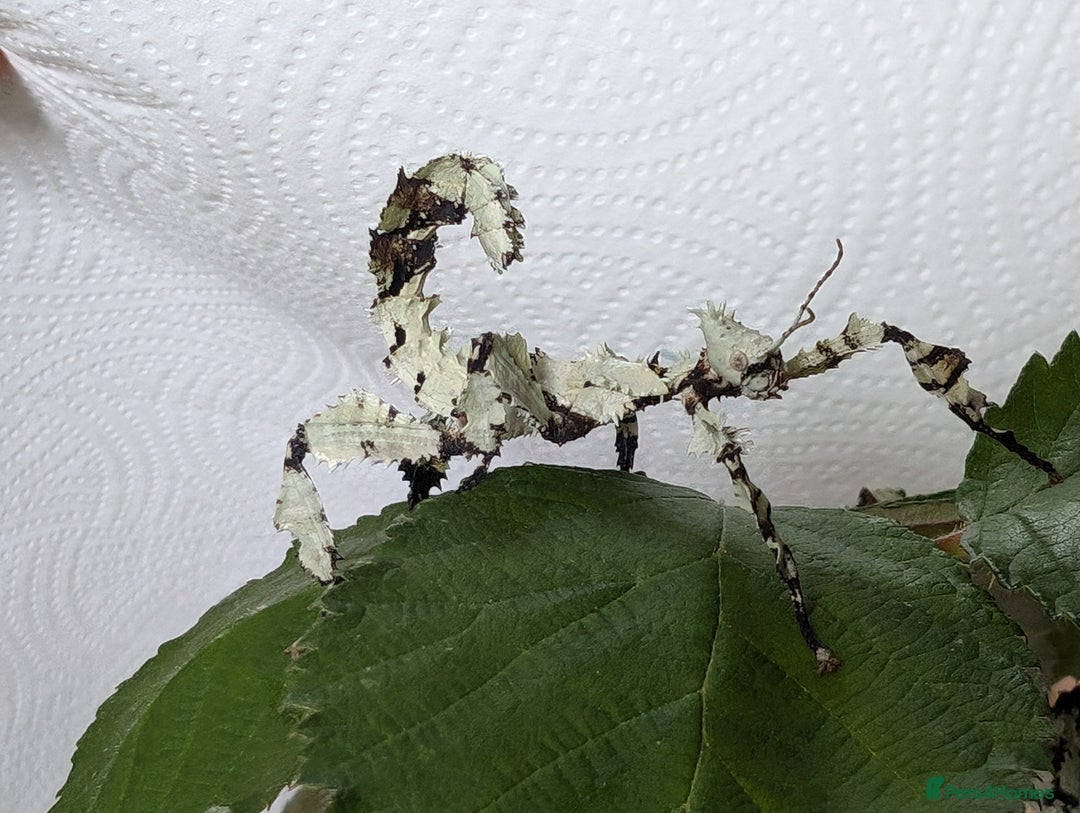 Stick Insects invertebrates for sale: Macleay's/ giant prickly (Extatosoma tiaratum) - Advert 7