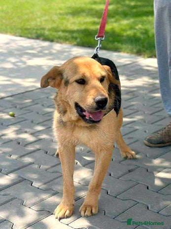 🐾💛 CAMIL - a Gentle Boy with a Heart of Gold💛🐾