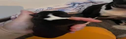 Boston Terrier dogs for sale: 5 Outstanding Wildax & Skin Deep  - Advert 9