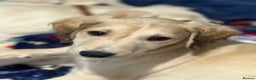 Saluki dogs for sale: Saluki 2 big boys left reduced £ - Advert 17