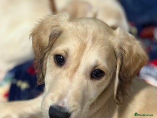 Saluki dogs Saluki - Advert 17