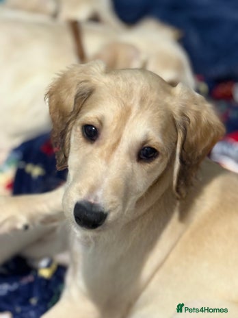 Saluki dogs Saluki - Advert 1