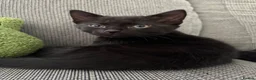 Mixed Breed cats for sale: Loving Black Female Kitten  - Advert 7