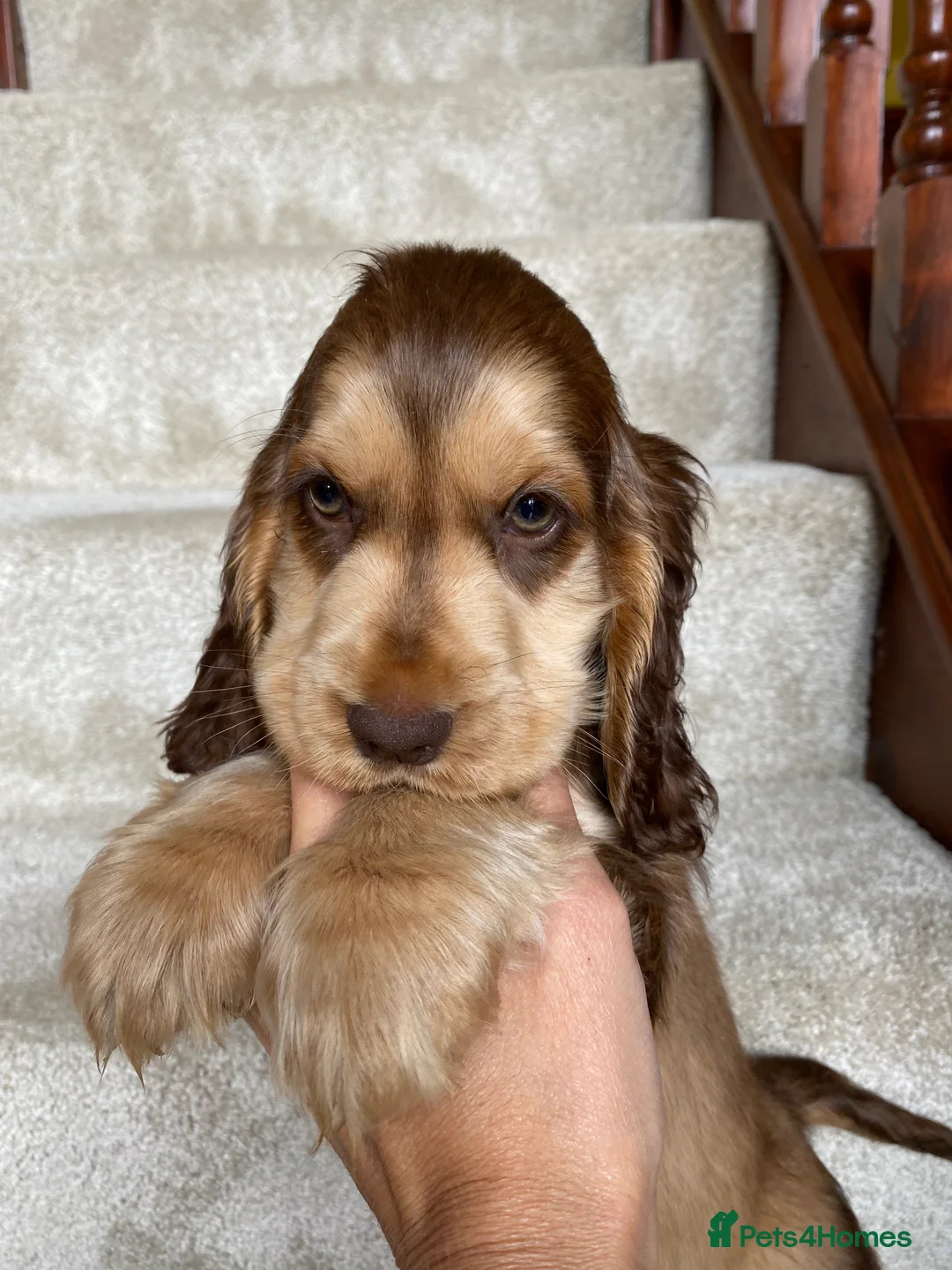 Cocker Spaniel dogs for stud: Stunning Proven Chocolate Sable for Stud in Doncaster - Advert 8