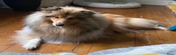 Rough Collie dogs for sale: Rough collie  - Advert 3
