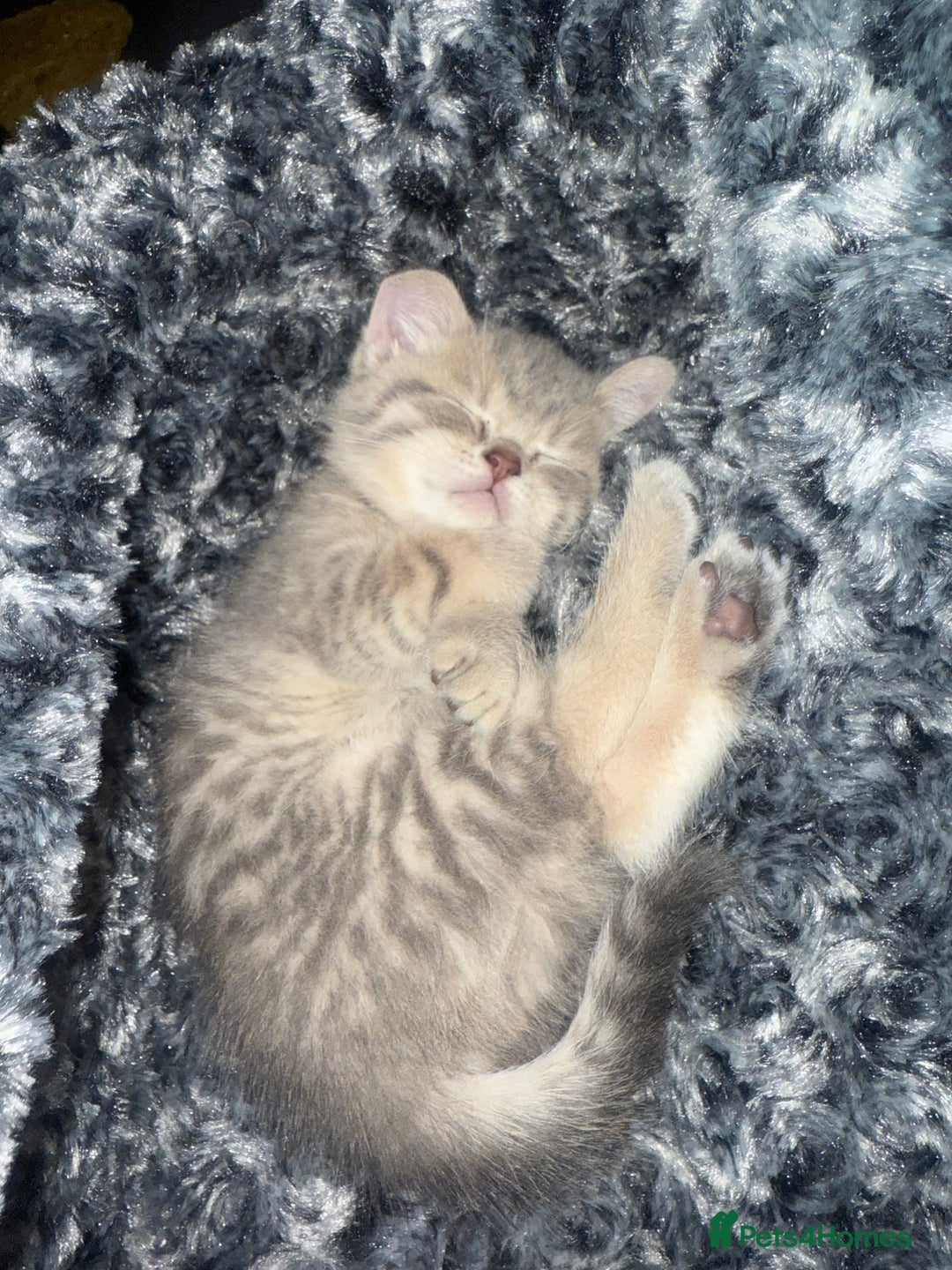 Scottish Fold cats for sale: Beautiful Scottish straight cross British shorts😍 - Image 27