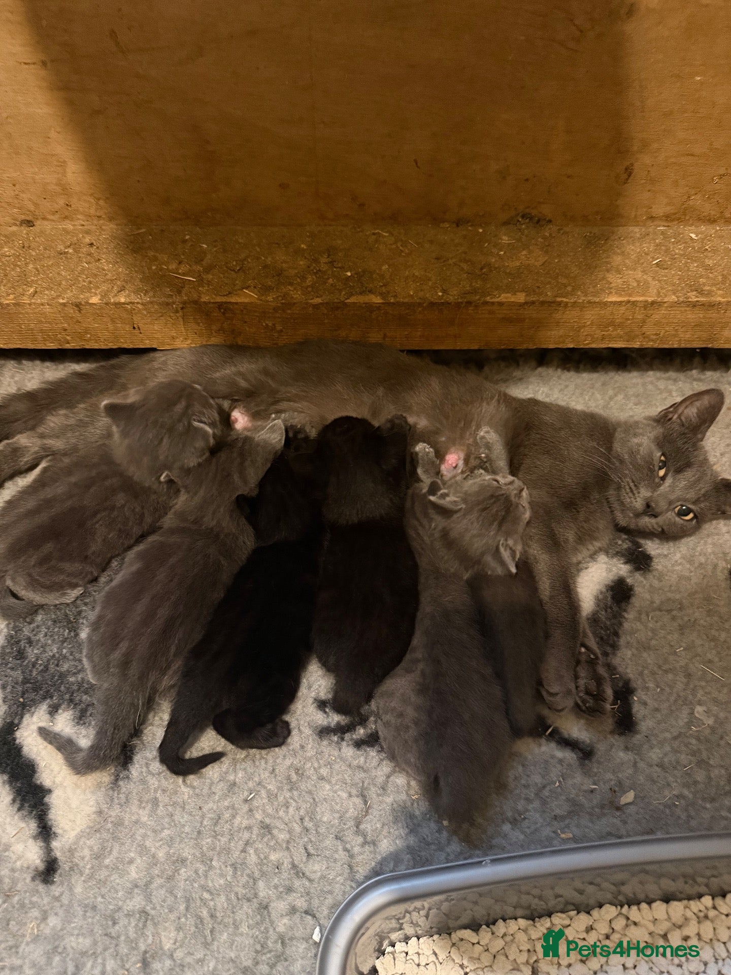 Mixed Breed cats for sale: 6 beautiful kitten  - Advert 2