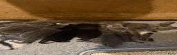 Mixed Breed cats for sale: 6 beautiful kitten  - Advert 1