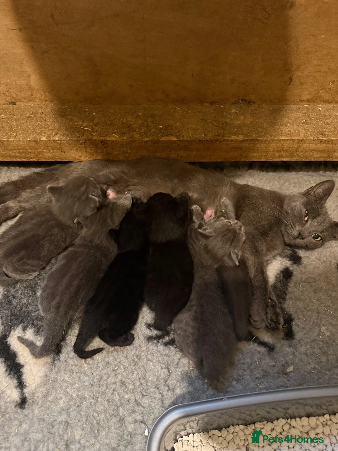 Mixed Breed cats for sale: 6 beautiful kitten  - Advert 1