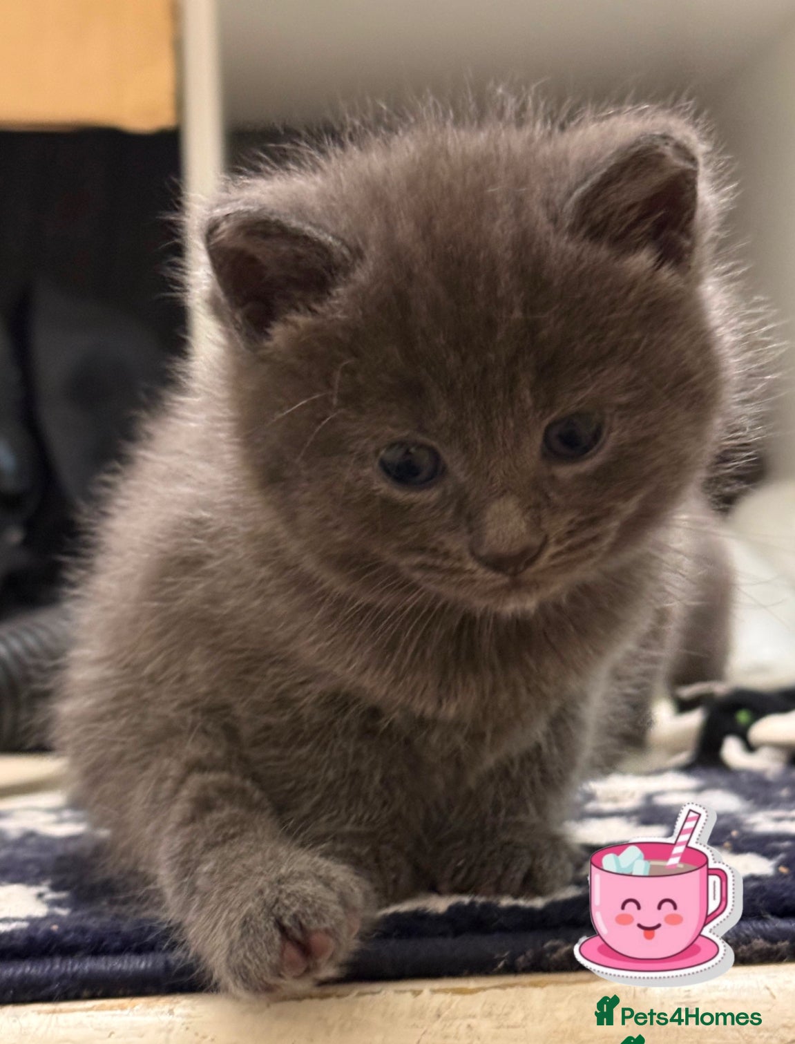 British Shorthair cats British Blue x Turkish Angora  Kittens – Stunning! in Winchester - Advert 14