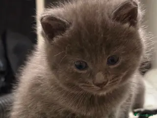 British Shorthair cats British Blue x Turkish Angora Kittens – Stunning! in Winchester - Advert 14