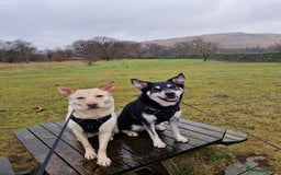 Shepsky dogs for sale: 4yr old shepsky for sale - Image 1