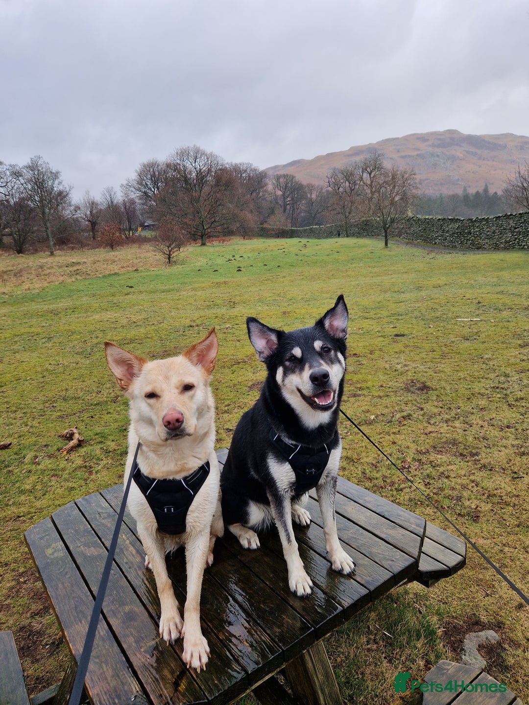 Shepsky dogs for sale: 4yr old shepsky for sale - Image 1