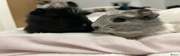 Guinea Pig rodents for sale: 2 Female young  guinea pigs for sale  - Advert 7