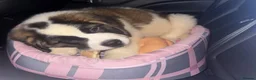 Saint Bernard dogs for sale: Little Nap-Time Buddies with Big Hearts in Huddersfield - Advert 6