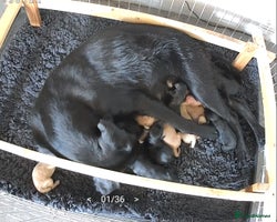 Labradoodle dogs - Advert 3