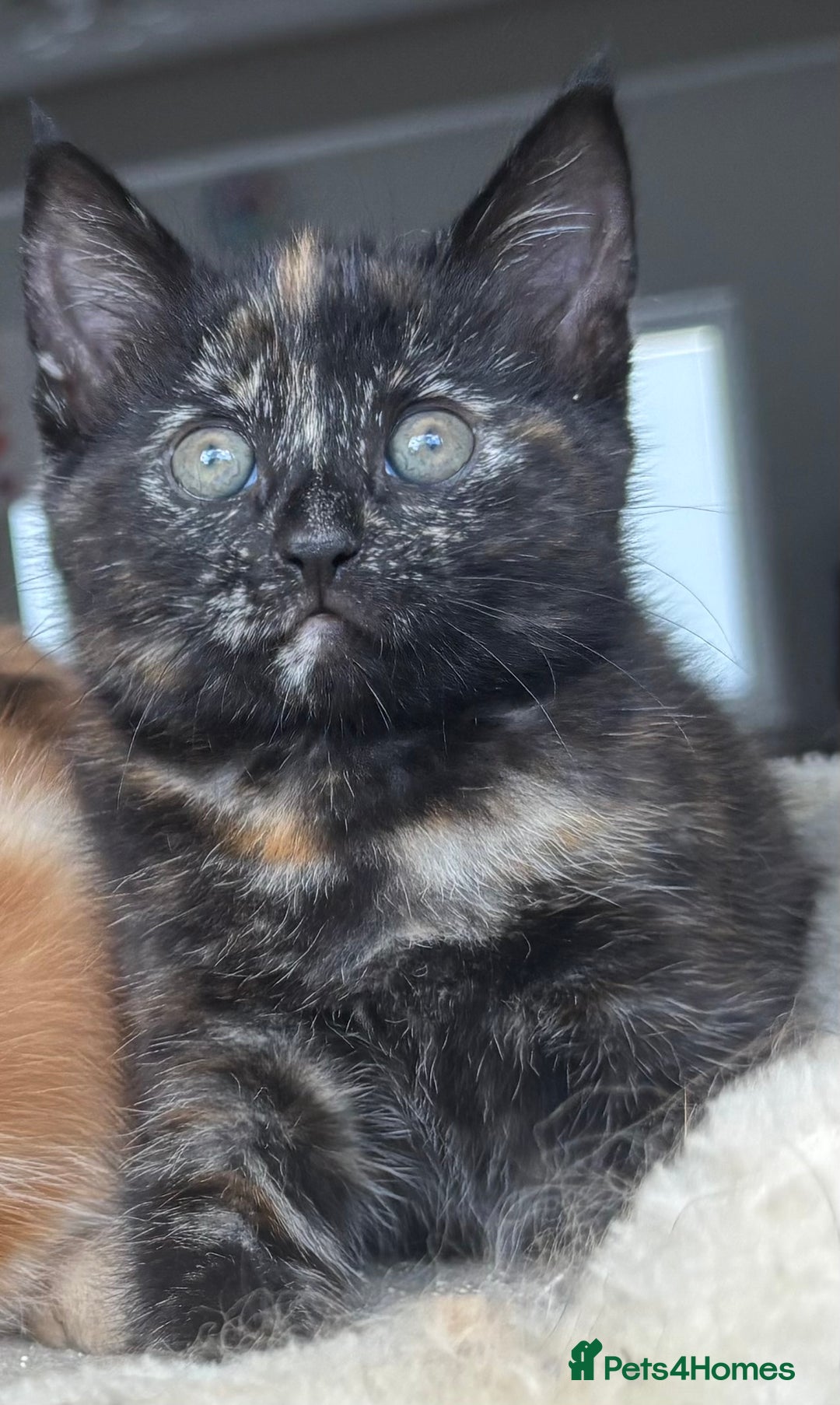 Mixed Breed cats for sale: 1/4 Maincoon dog friendly tortoiseshell girl - Image 6