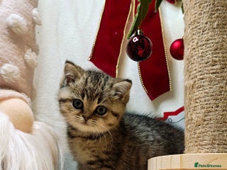 British Shorthair cats Blue, chocolate golden girls - Advert 18