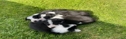 Border Collie dogs for sale: 6 Adorable Border Collie Puppies  in Brecon - Advert 15