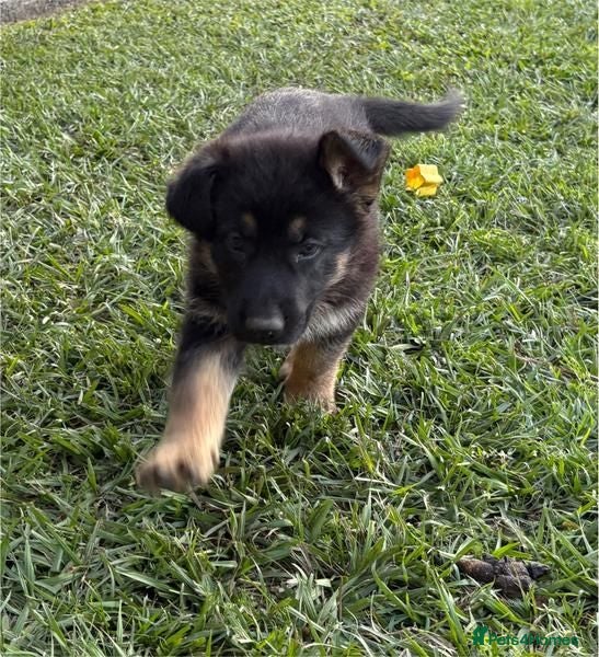 German Shepherd dogs German Shepherd Puppies for Sale - Advert 6