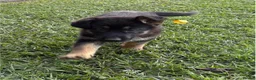 German Shepherd dogs for sale: German Shepherd Puppies for Sale in Glasgow - Advert 1