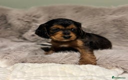 Cockapoo dogs for sale: Outstanding red and Black and Tan cockapoos in Doncaster - Image 4