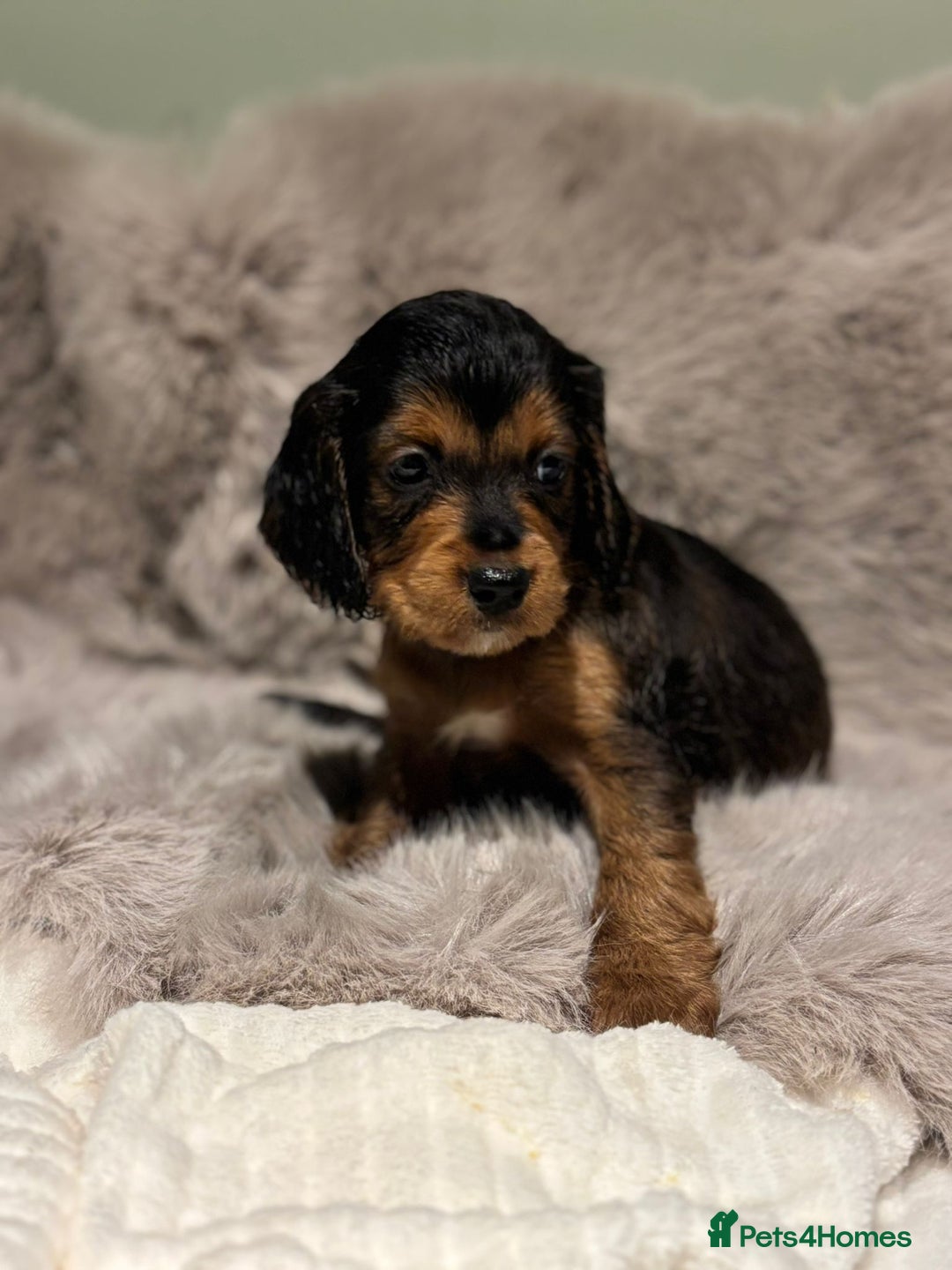 Cockapoo dogs for sale: Outstanding red and Black and Tan cockapoos in Doncaster - Image 4
