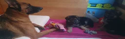 German Shepherd dogs for sale: German sheperd puppies Champion line - Advert 5