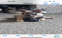 French Bulldog dogs for sale: French bulldog  - Image 1