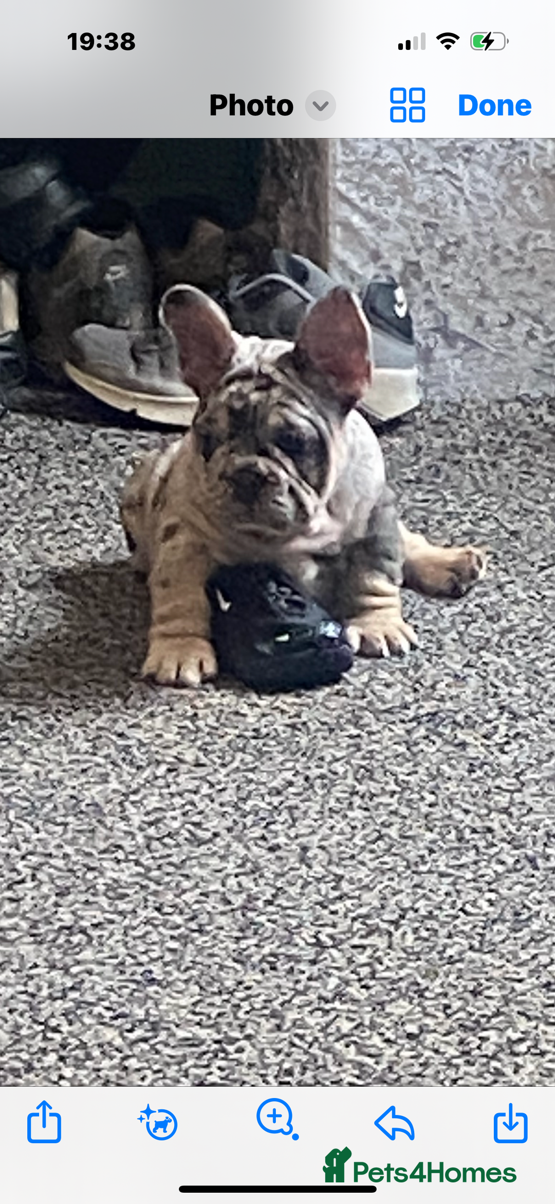 French Bulldog dogs for sale: French bulldog  - Image 1