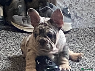 French Bulldog dogs - Advert 1