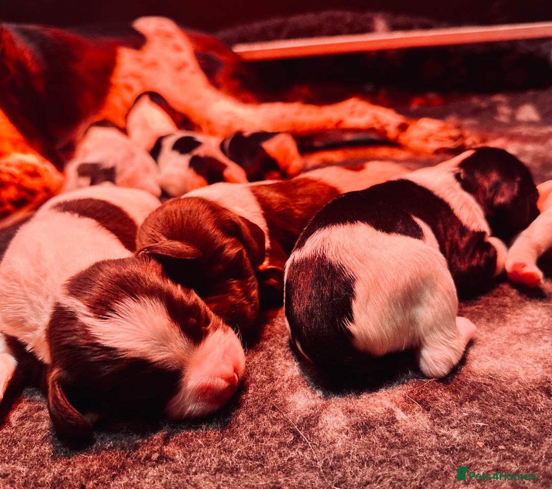 English Springer Spaniel dogs for sale: KC English Springer Spaniels  - Advert 8