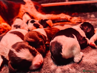 English Springer Spaniel dogs KC English Springer Spaniels - Advert 4