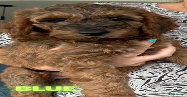Cockapoo dogs - Advert 6