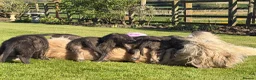 Irish Wolfhound dogs for sale: Irish wolfhound puppies for sale - Advert 2