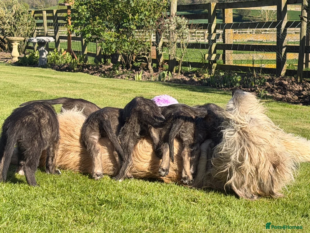 Irish Wolfhound dogs for sale: Irish wolfhound puppies for sale - Advert 2
